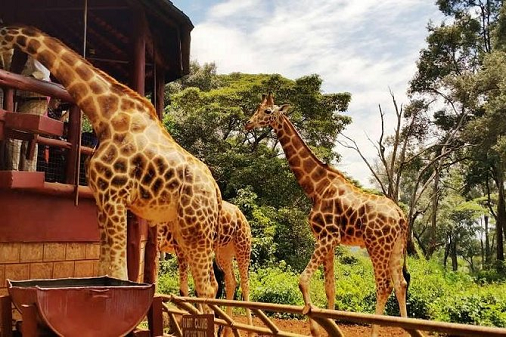 giraffe-centre