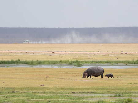 luxury safari