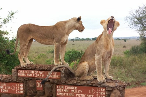 nairobi-national-park