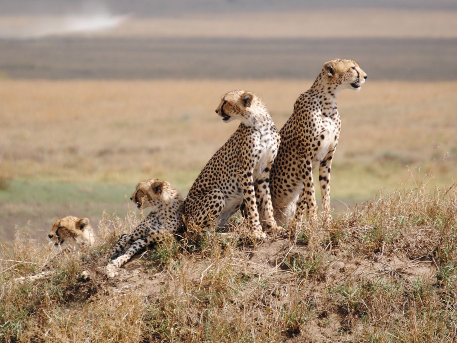Photo of Serengeti-National-Park